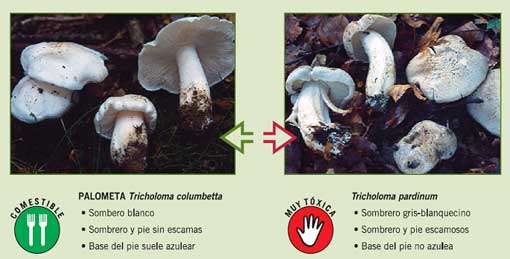 9.	Palometa (Tricholoma columbetta)