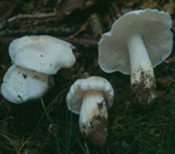 Trompeta de los muertos